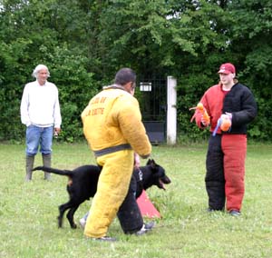 Canine Club Bouviers des Flandres and Co - COPYRIGHT DEPOSE
