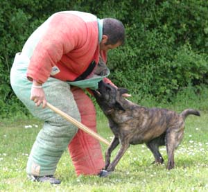 Canine Club Bouviers des Flandres and Co - COPYRIGHT DEPOSE