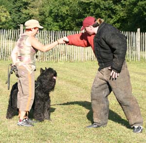 Canine Club Bouviers des Flandres and Co - COPYRIGHT DEPOSE