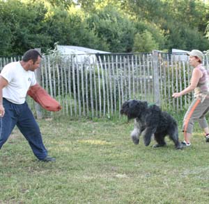 Canine Club Bouviers des Flandres and Co - COPYRIGHT DEPOSE