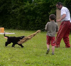 Canine Club Bouviers des Flandres and Co - COPYRIGHT DEPOSE