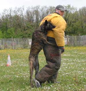 Canine Club Bouviers des Flandres and Co - COPYRIGHT DEPOSE