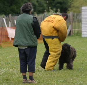 Canine Club Bouviers des Flandres and Co - COPYRIGHT DEPOSE
