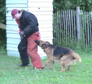 Canine Club Bouviers des Flandres and Co - COPYRIGHT DEPOSE