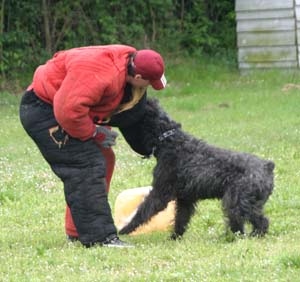 Canine Club Bouviers des Flandres and Co - COPYRIGHT DEPOSE