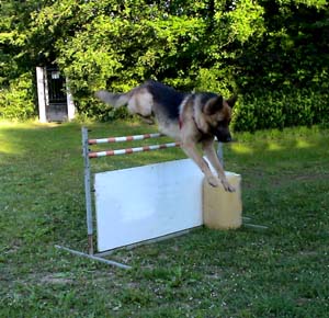 Canine Club Bouviers des Flandres and Co - COPYRIGHT DEPOSE